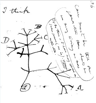 DarwinTreeofLife