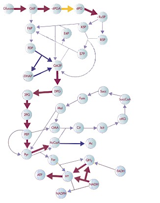 E.coli metabolic network