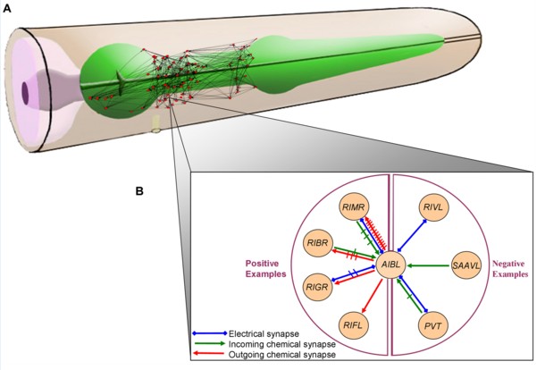 Neural Network C.elegans