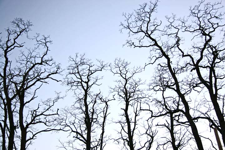 Tree_Branches_At_Dusk.jpg (720×480)