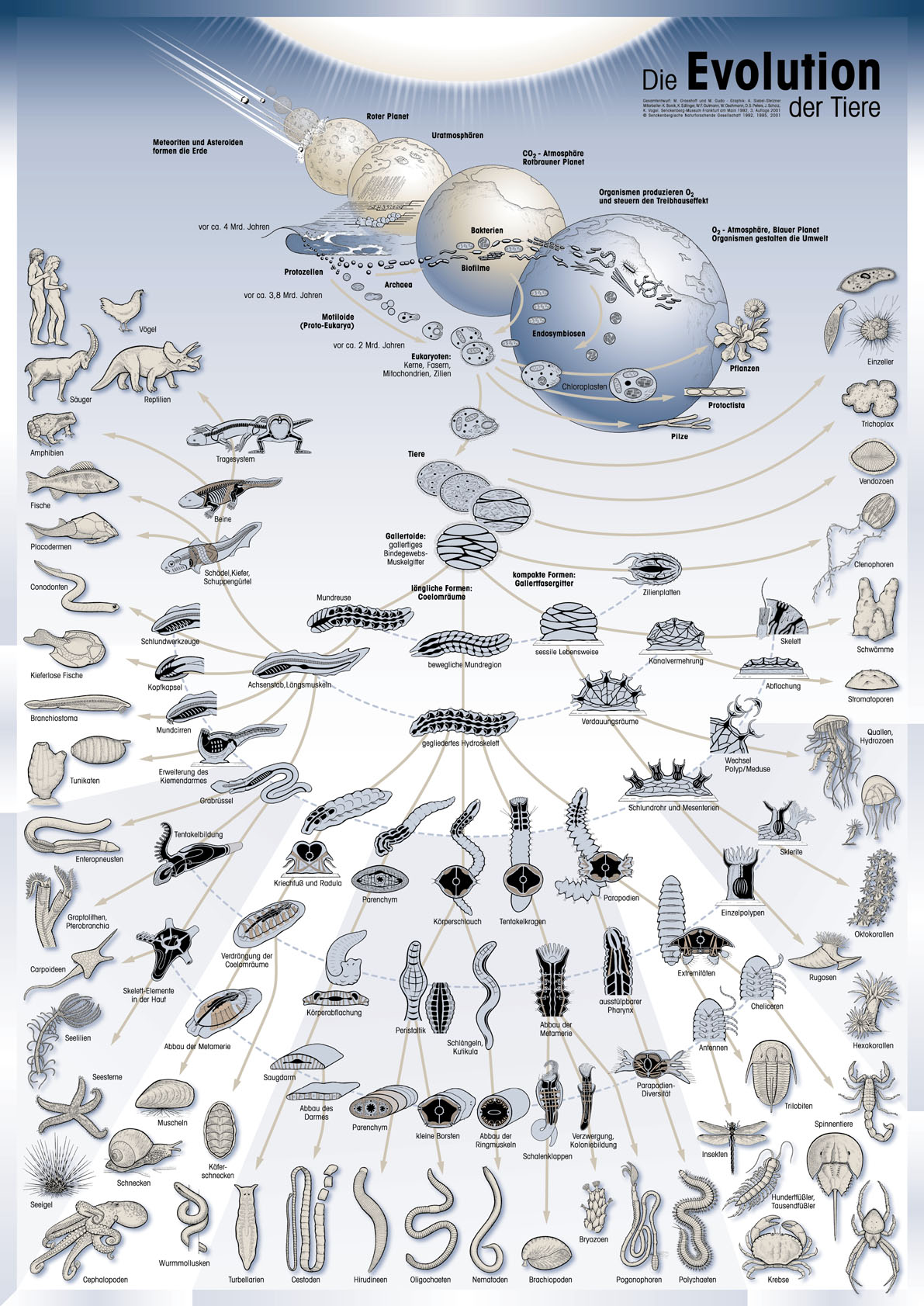 Evolution of animal species