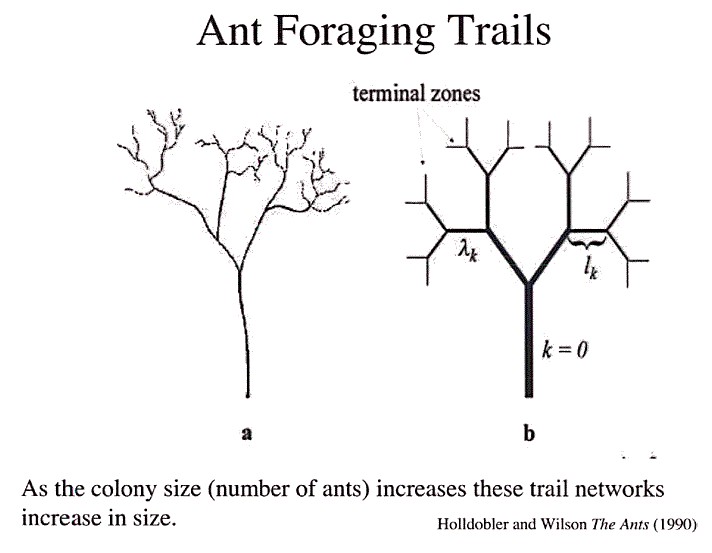 antforagingtrails