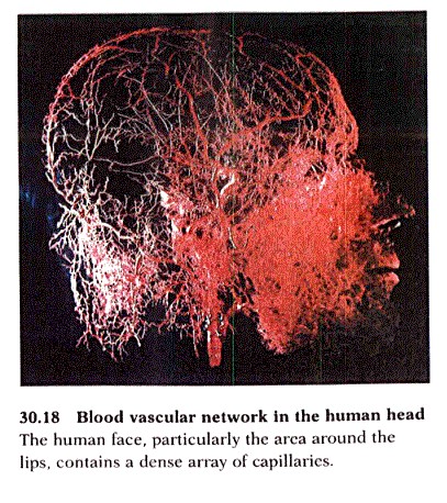 bloodvascularsystem
