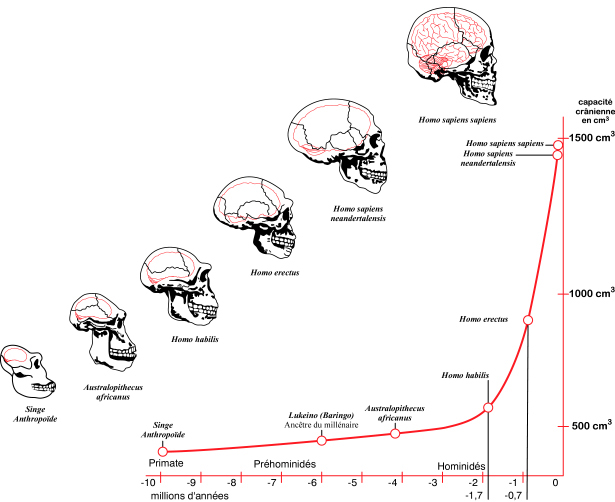 http://www.bordalierinstitute.com/images/brainEvolution.jpg