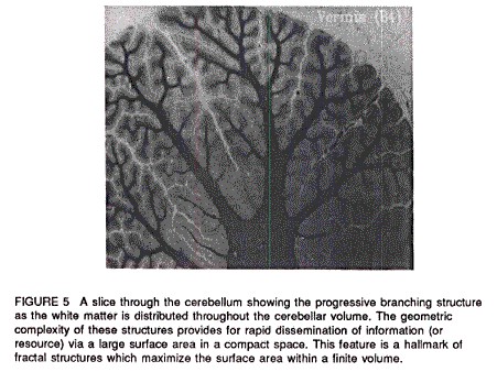 cerebellum