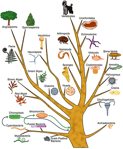 evolutionTree