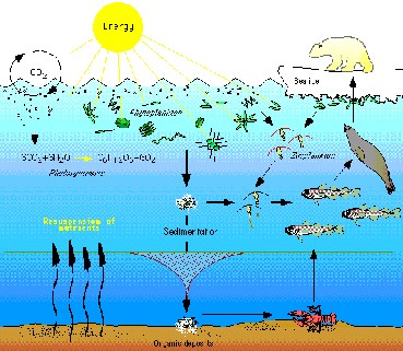 trophic web