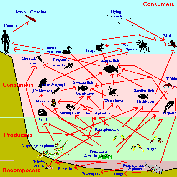 tundra food chain pictures. Alpine+tundra+food+chain