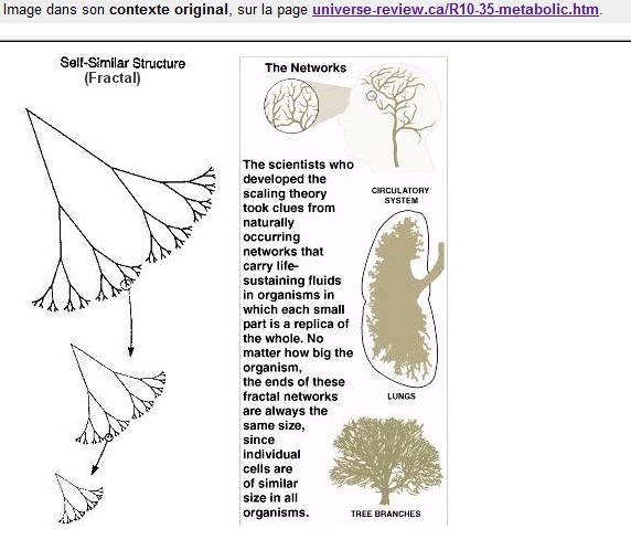 fractalNetworks