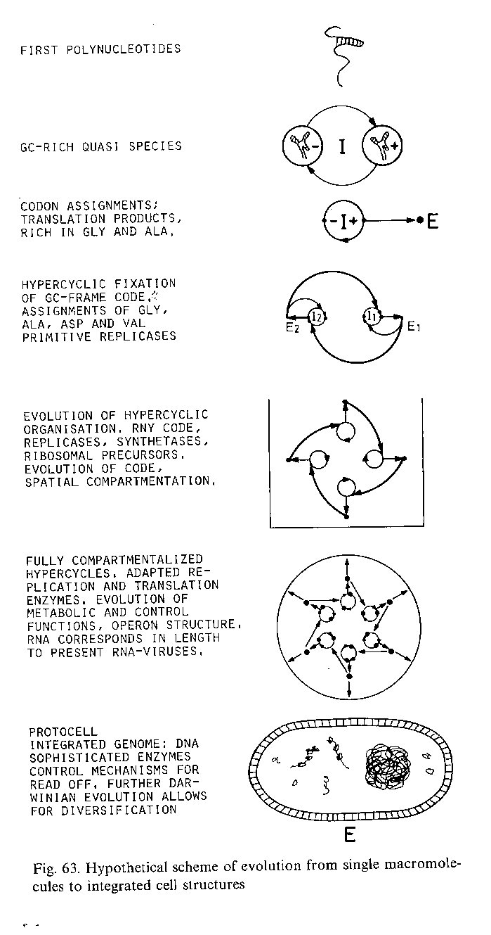 hypercycleevolution