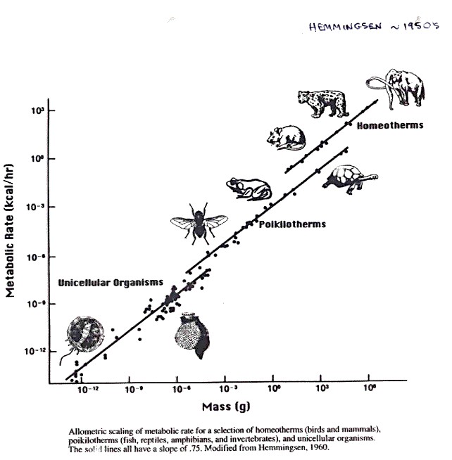 metabolicrateAnimals2