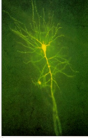 neuron2