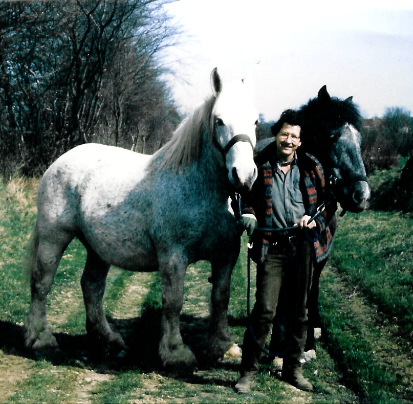 percherons