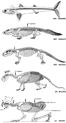 phylogenesis